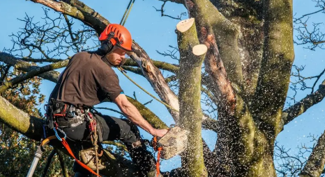 natures height tree pros logo